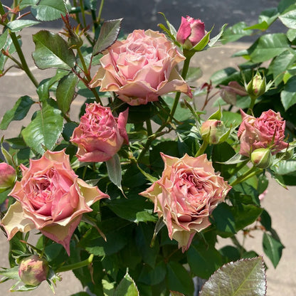 Bourbon Street Netherlands Florist Shrub Rose