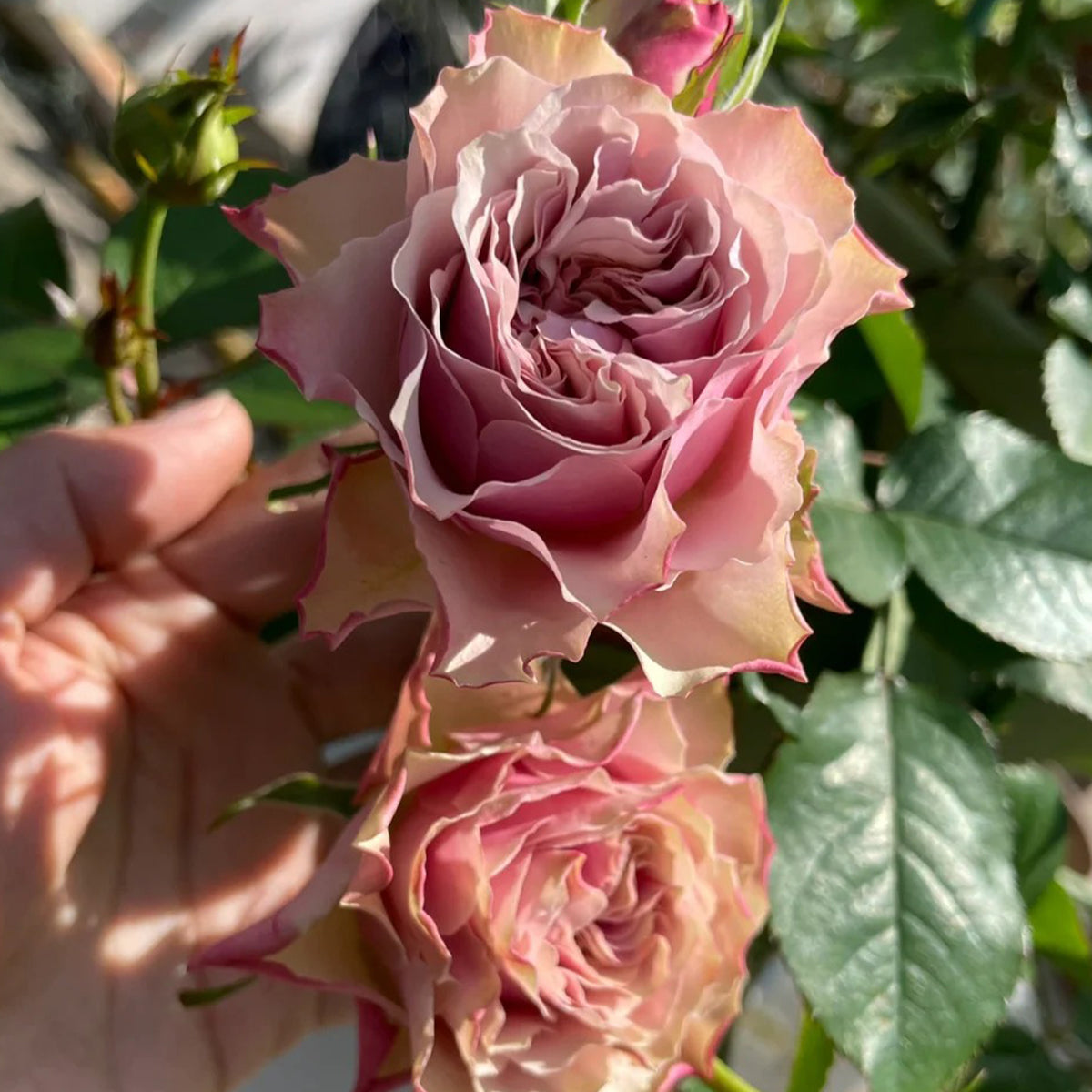 Bourbon Street Netherlands Florist Shrub Rose