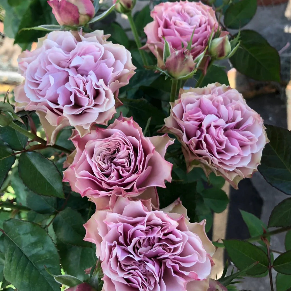 Bourbon Street Netherlands Florist Shrub Rose