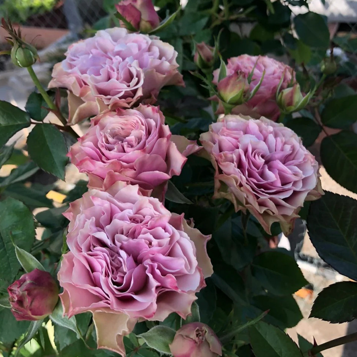 Bourbon Street Netherlands Florist Shrub Rose