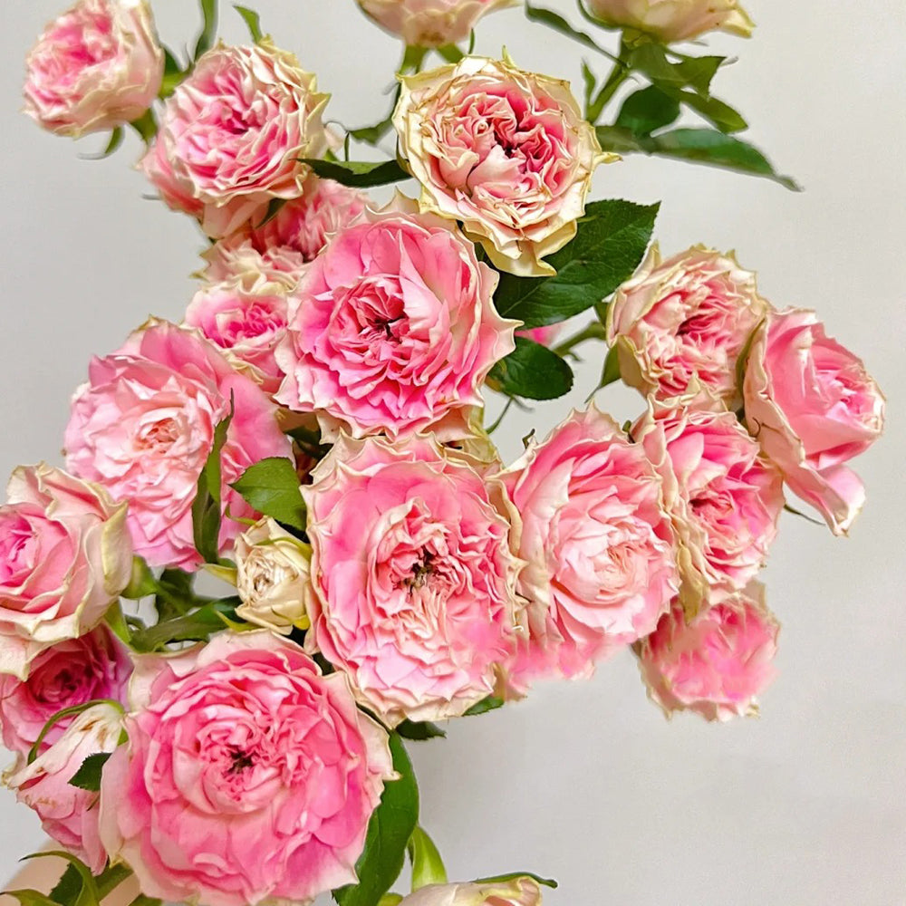 Bridal Macaron Japanese Florist Shrub Rose