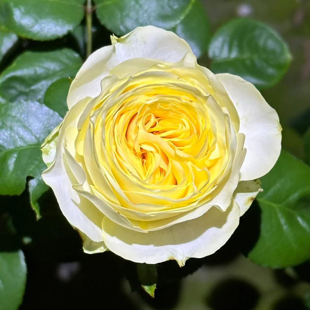 Butter Cup Netherlands Florist Shrub Rose