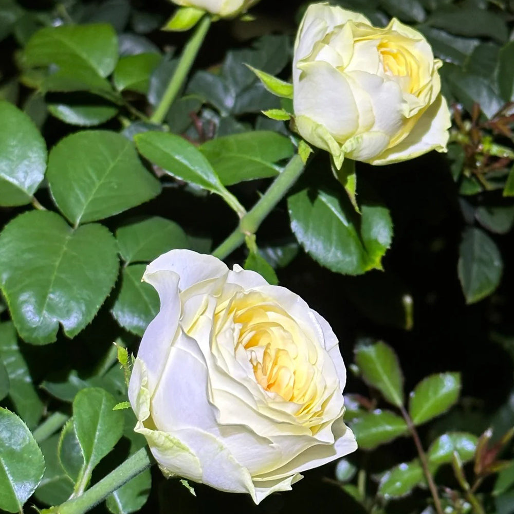 Butter Cup Netherlands Florist Shrub Rose