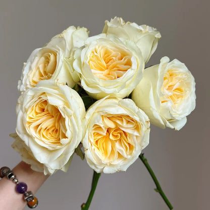 Butter Cup Netherlands Florist Shrub Rose