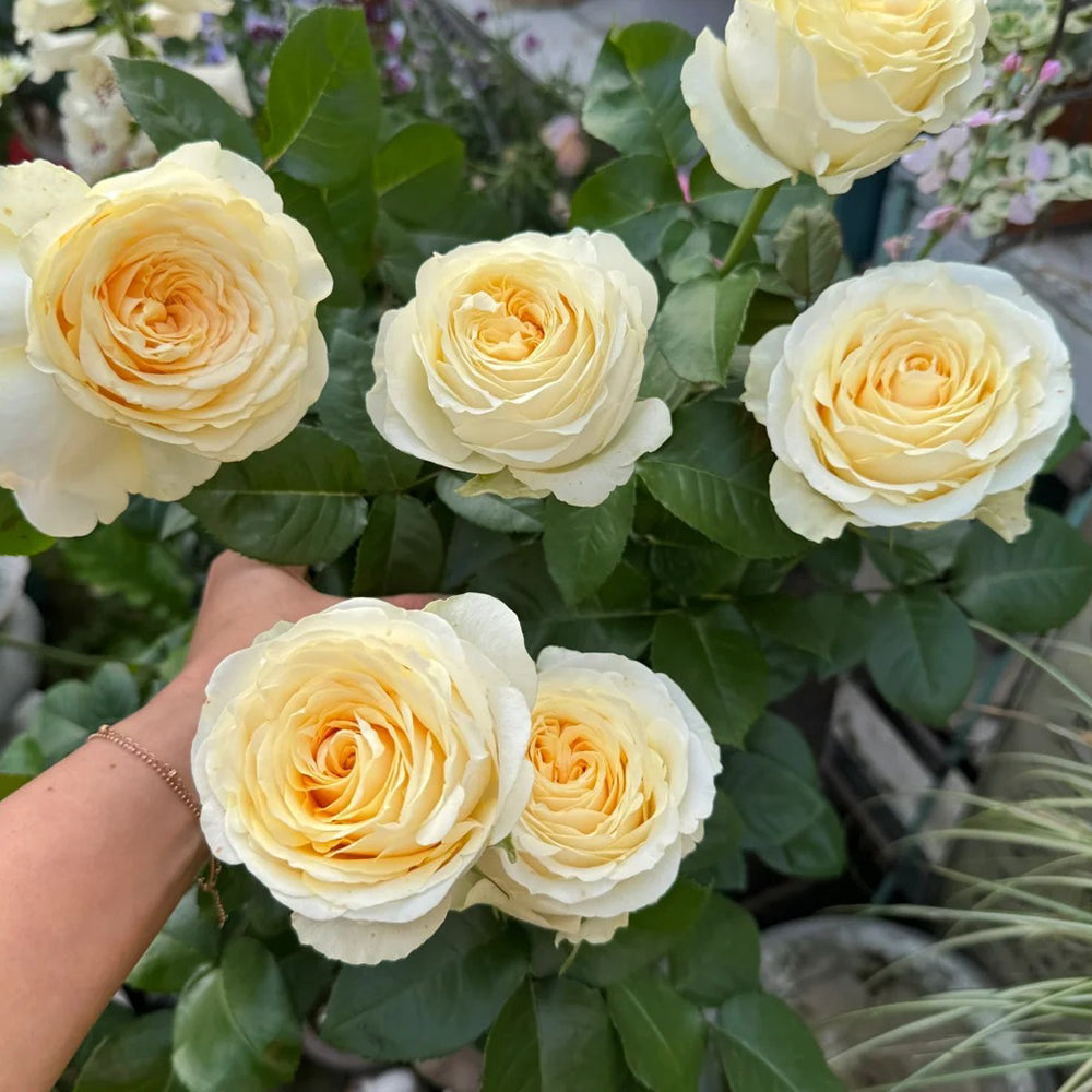 Butter Cup Netherlands Florist Shrub Rose