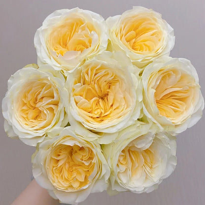 Butter Cup Netherlands Florist Shrub Rose