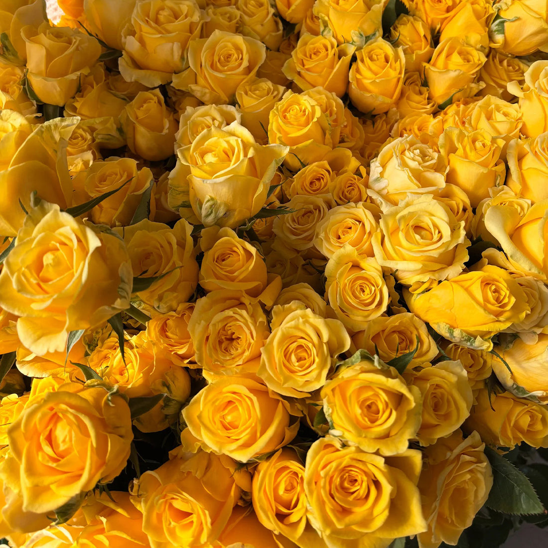 Butterscotch New Zealand Florist Shrub Rose