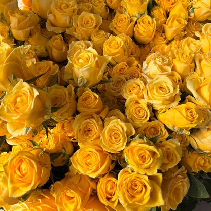 Butterscotch New Zealand Florist Shrub Rose