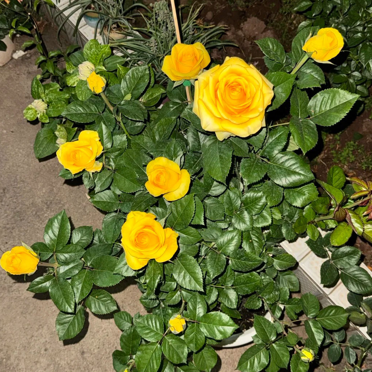 Butterscotch New Zealand Florist Shrub Rose