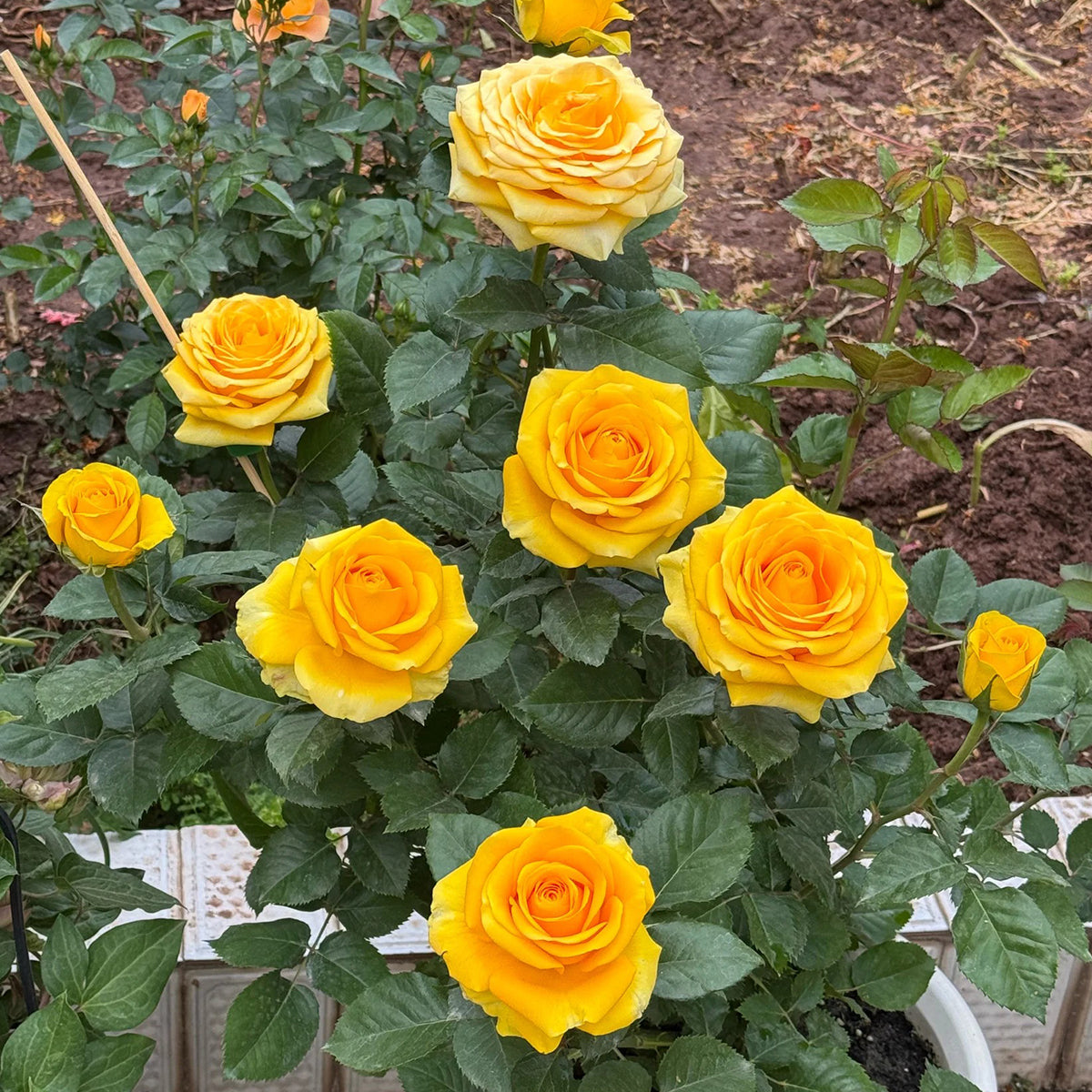 Butterscotch New Zealand Florist Shrub Rose