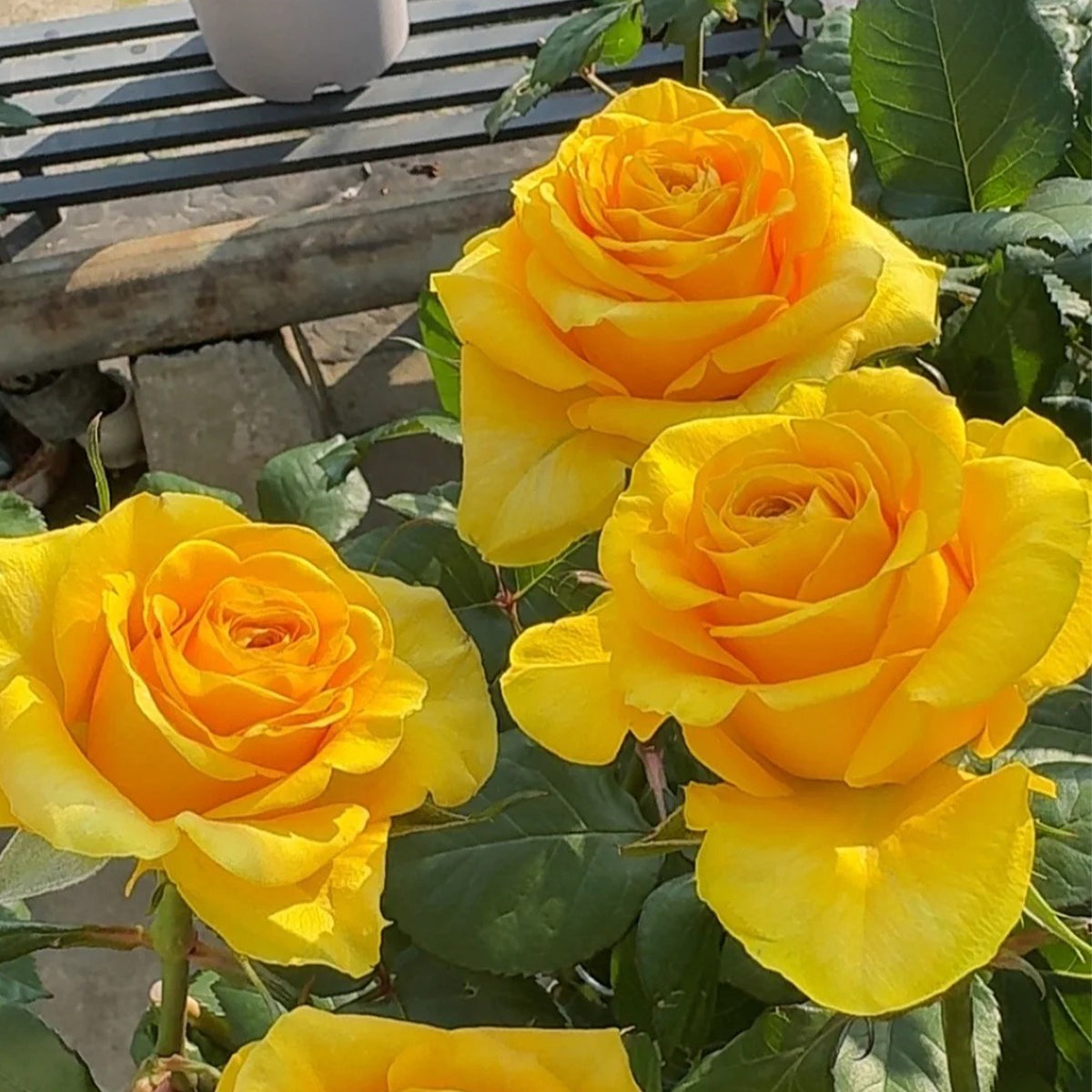 Butterscotch New Zealand Florist Shrub Rose