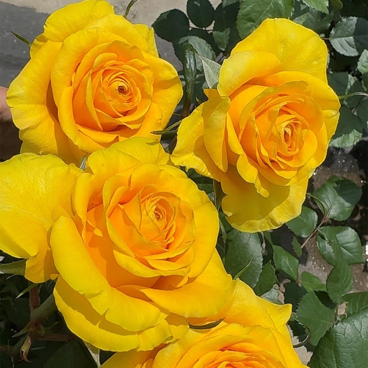 Butterscotch New Zealand Florist Shrub Rose
