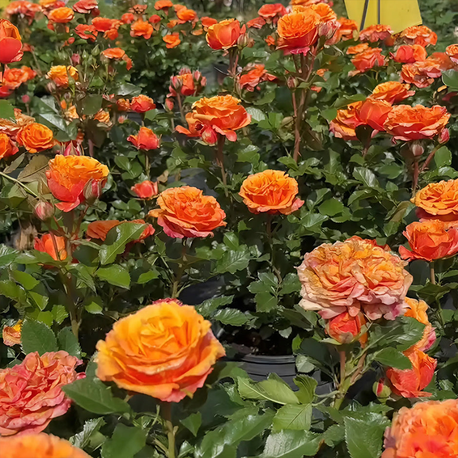 New Arrivals | Premium Rose Bushes | Own Root Garden & Florist Roses ...