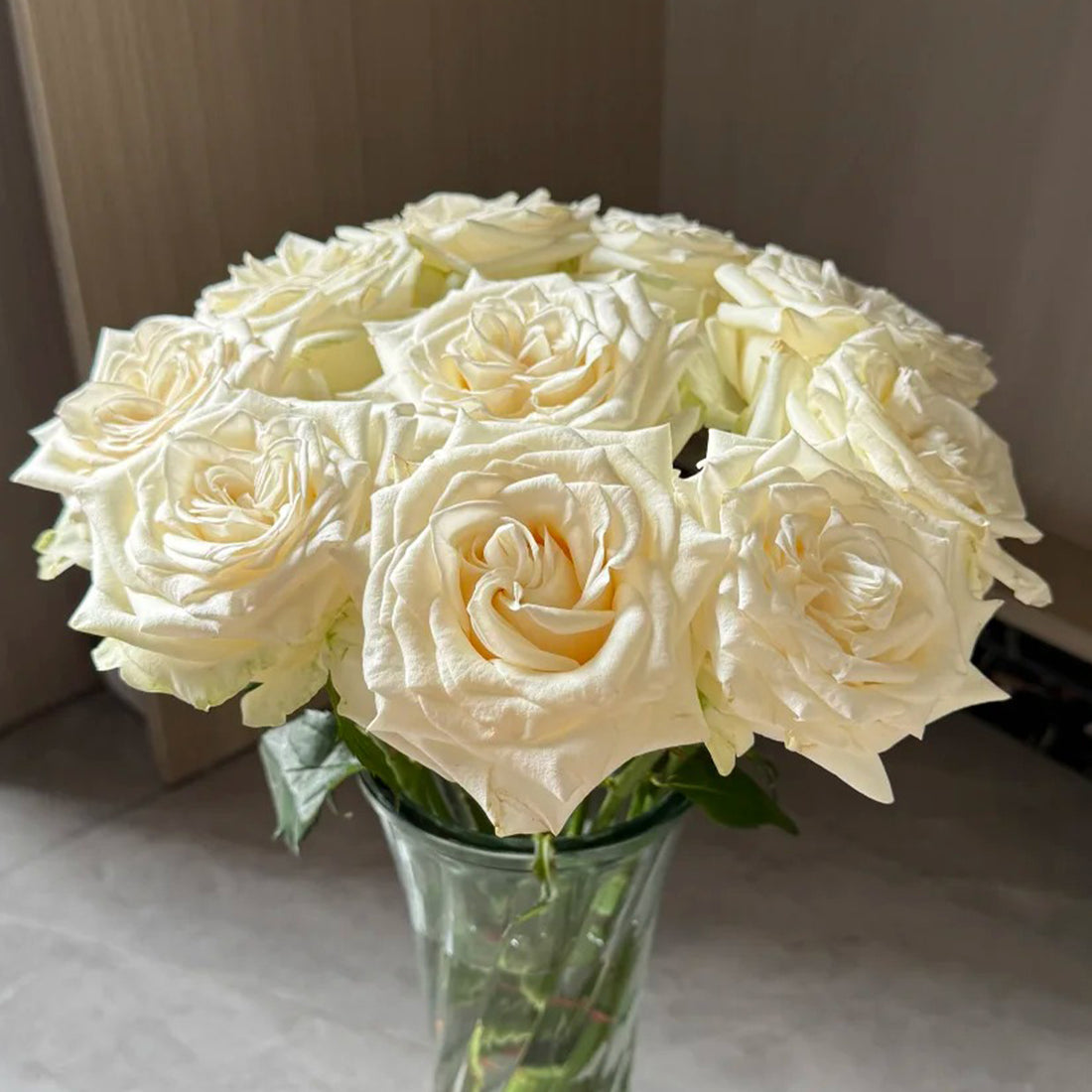 Candlelight White German Florist Shrub Rose