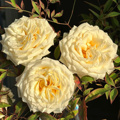 Candlelight White German Florist Shrub Rose