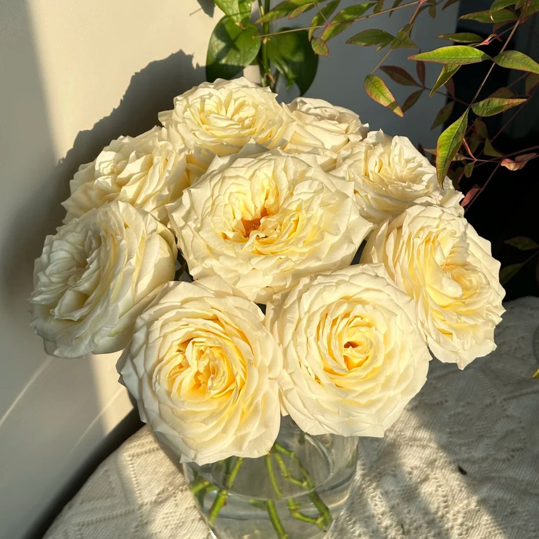 Candlelight White German Florist Shrub Rose