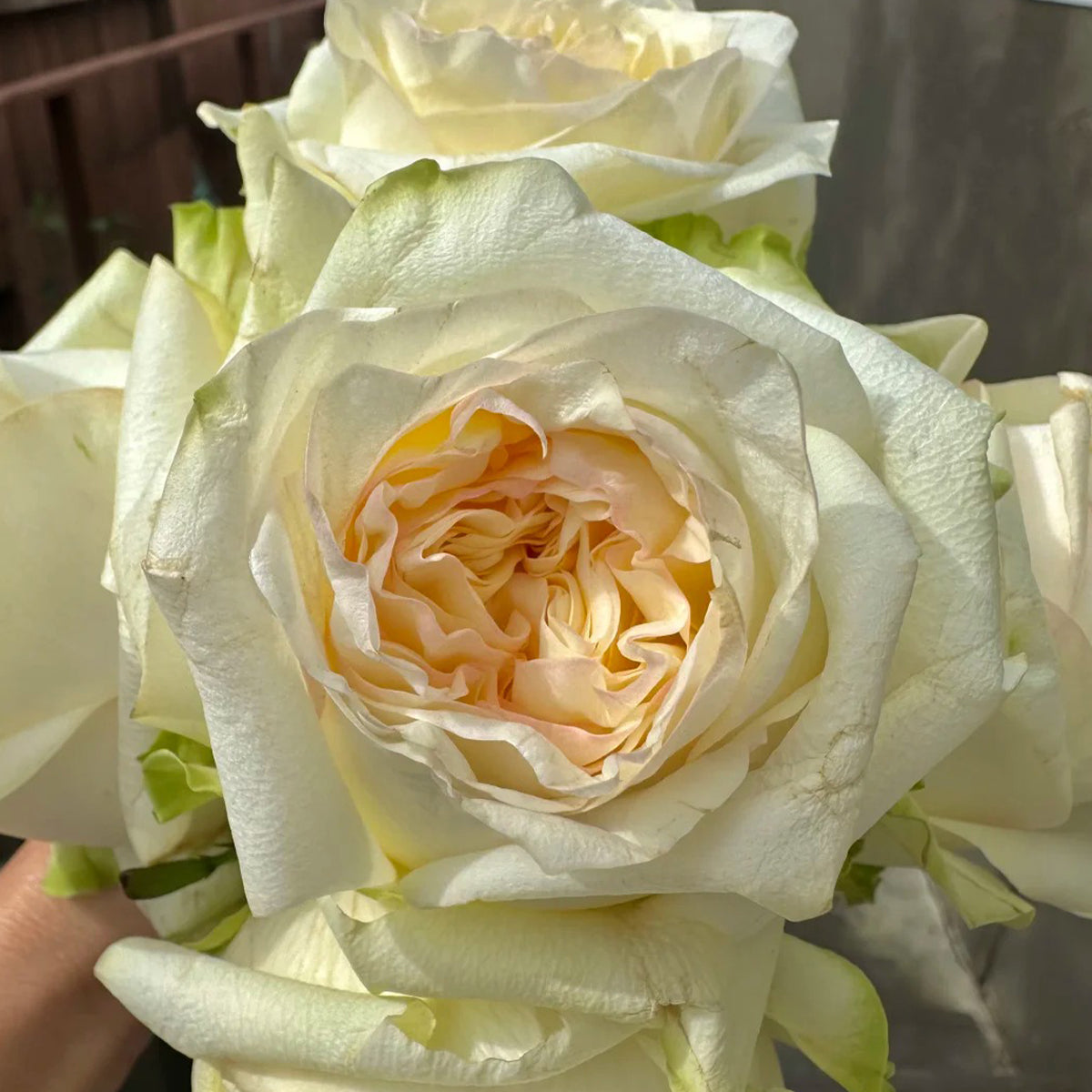 Candlelight White German Florist Shrub Rose