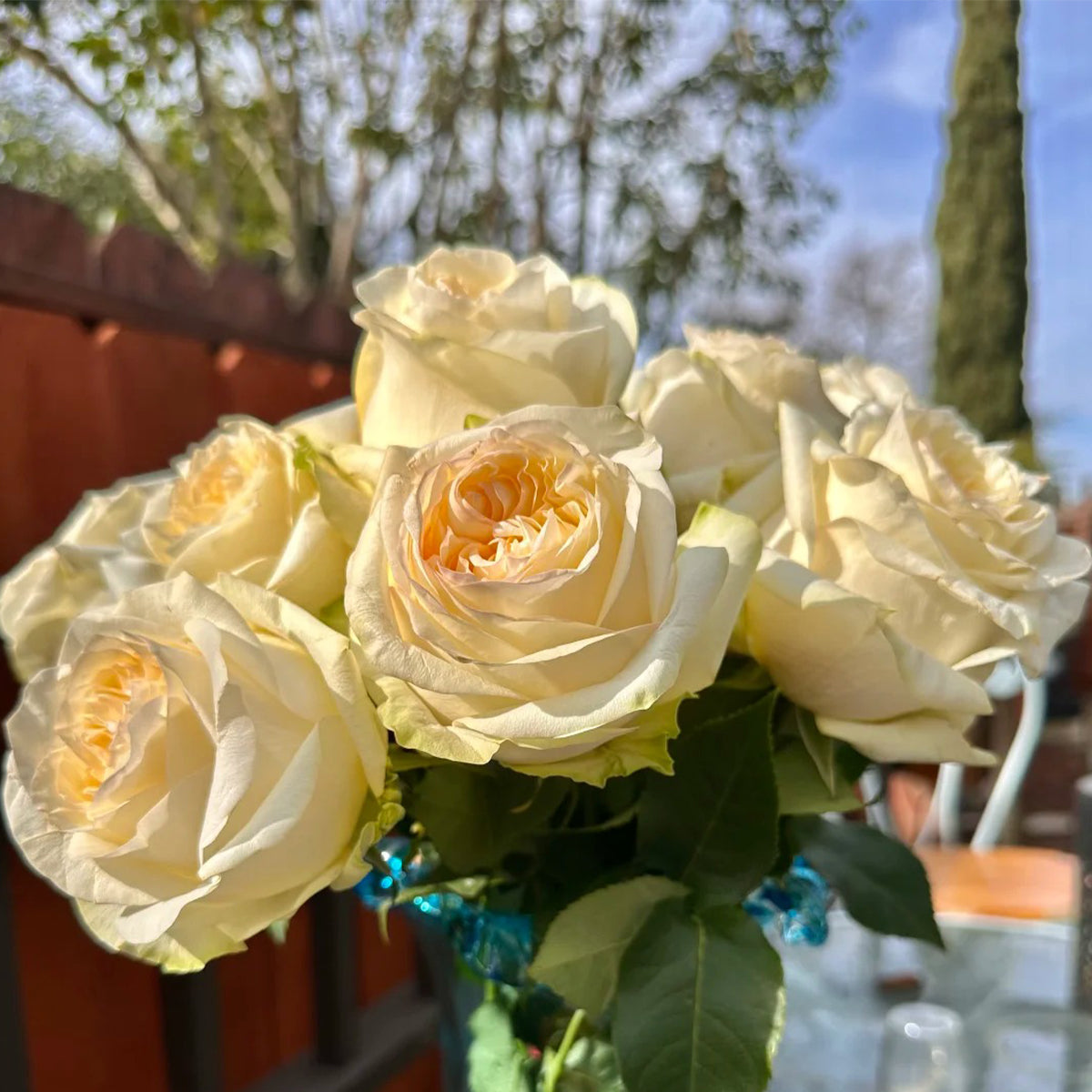Candlelight White German Florist Shrub Rose
