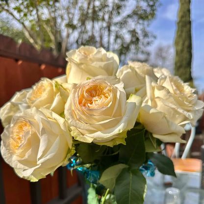 Candlelight White German Florist Shrub Rose