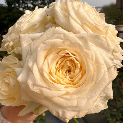 Candlelight White German Florist Shrub Rose