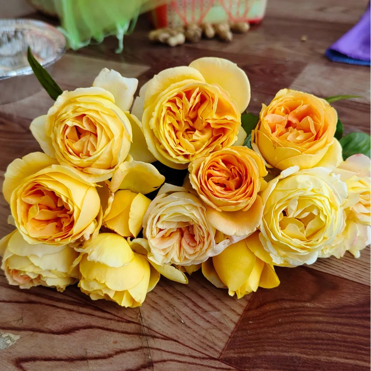 Candlelight German Florist Shrub Rose