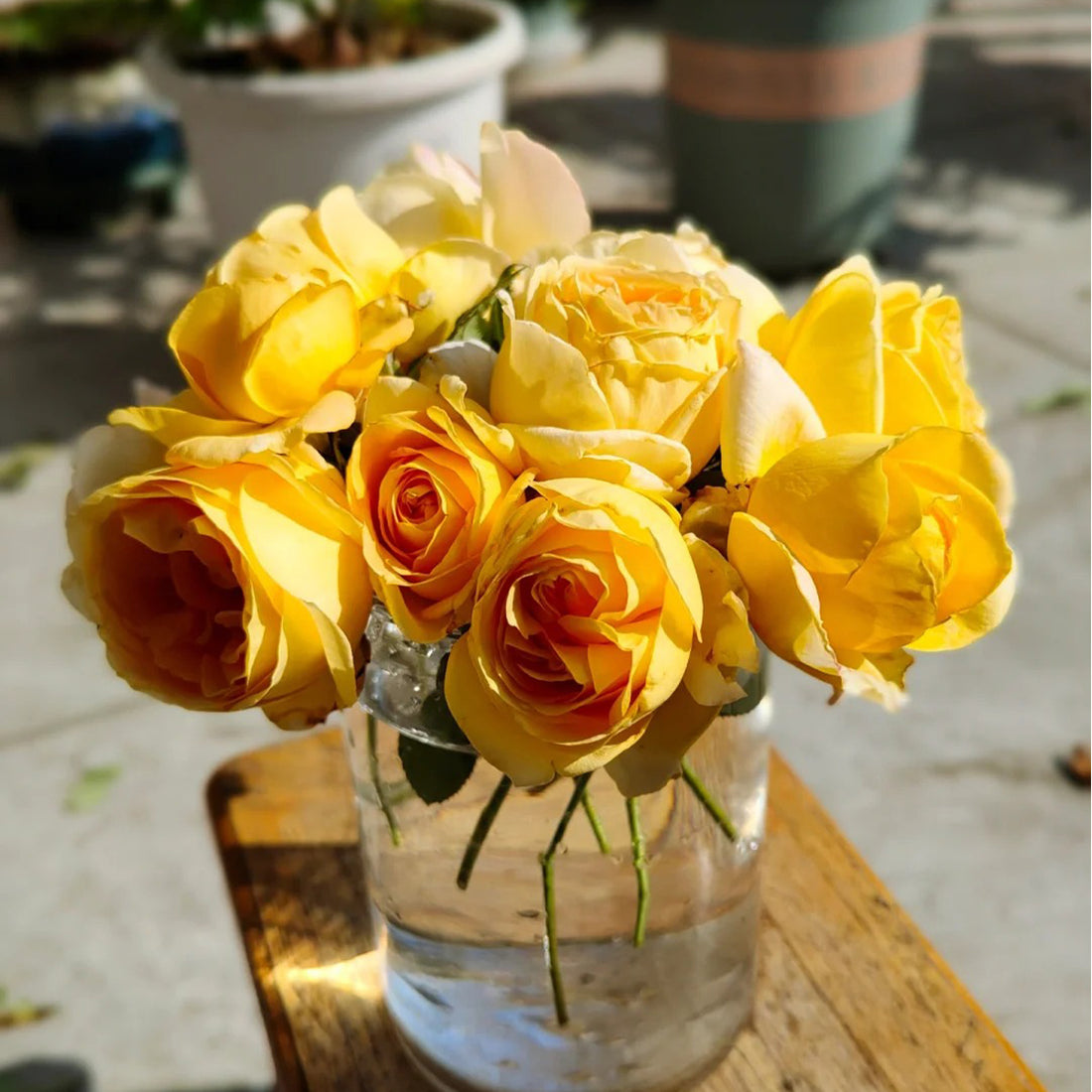 Candlelight German Florist Shrub Rose