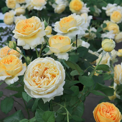 Candlelight German Florist Shrub Rose