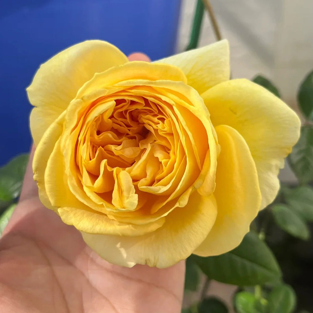 Candlelight German Florist Shrub Rose