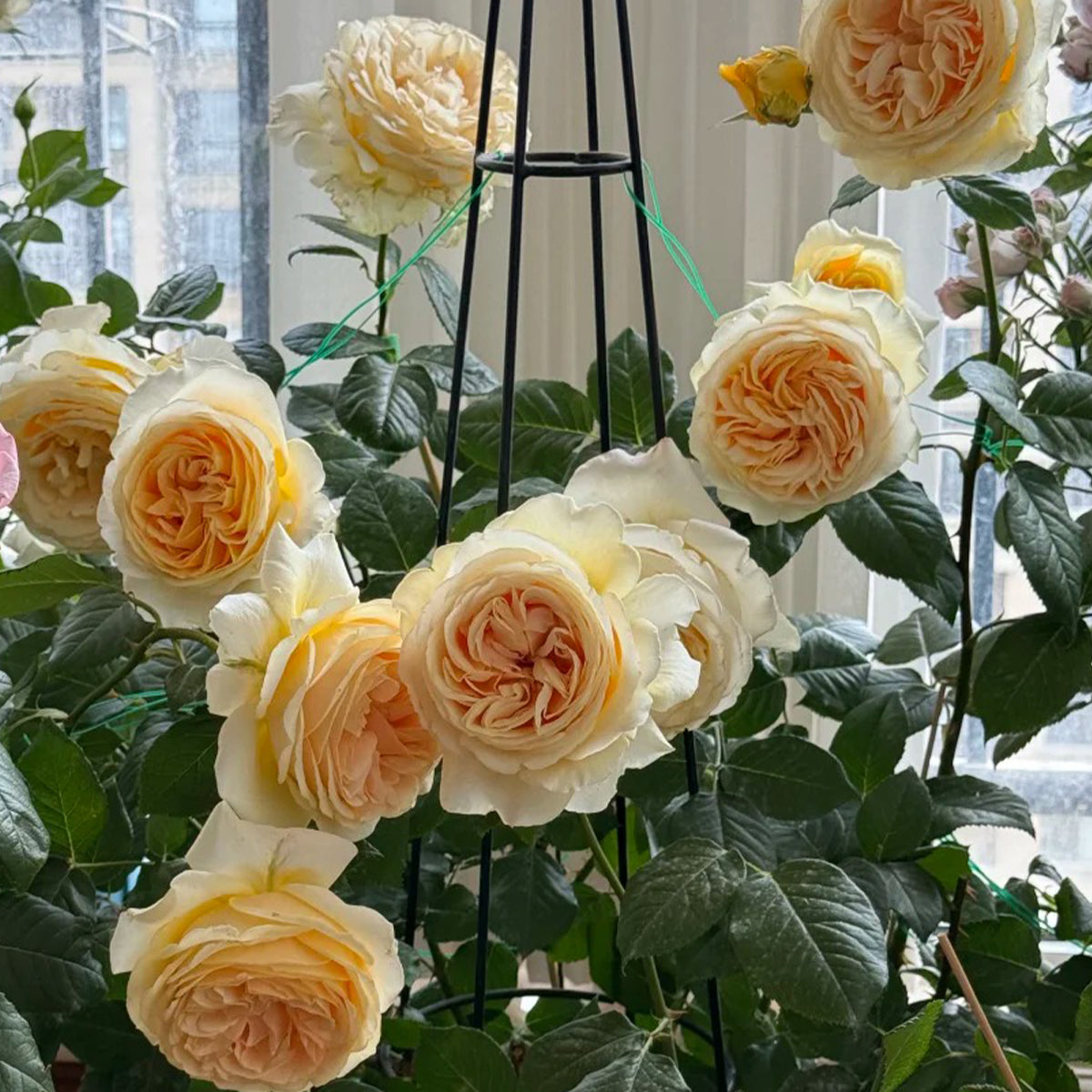 Candlelight German Florist Shrub Rose