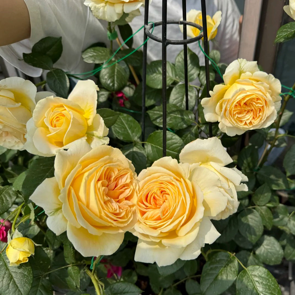 Candlelight German Florist Shrub Rose