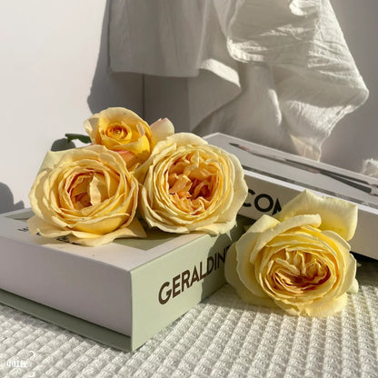 Candlelight German Florist Shrub Rose