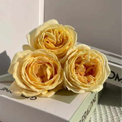 Candlelight German Florist Shrub Rose