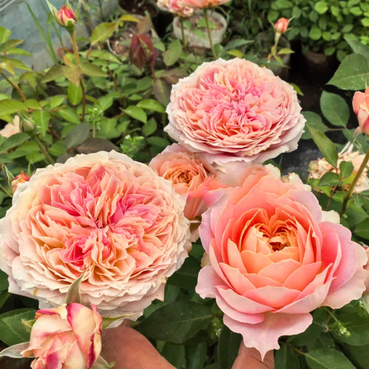 Candy Antike German Florist Shrub Rose – Highgarden Roses