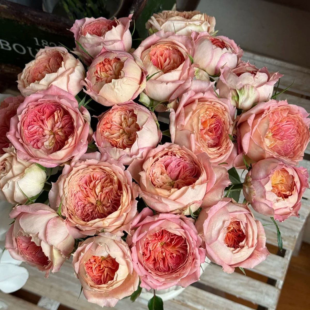 Candy Antike German Florist Shrub Rose – Highgarden Roses