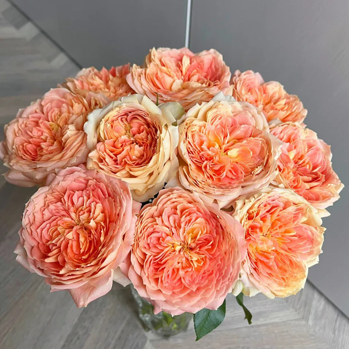 Candy Antike German Florist Shrub Rose – Highgarden Roses