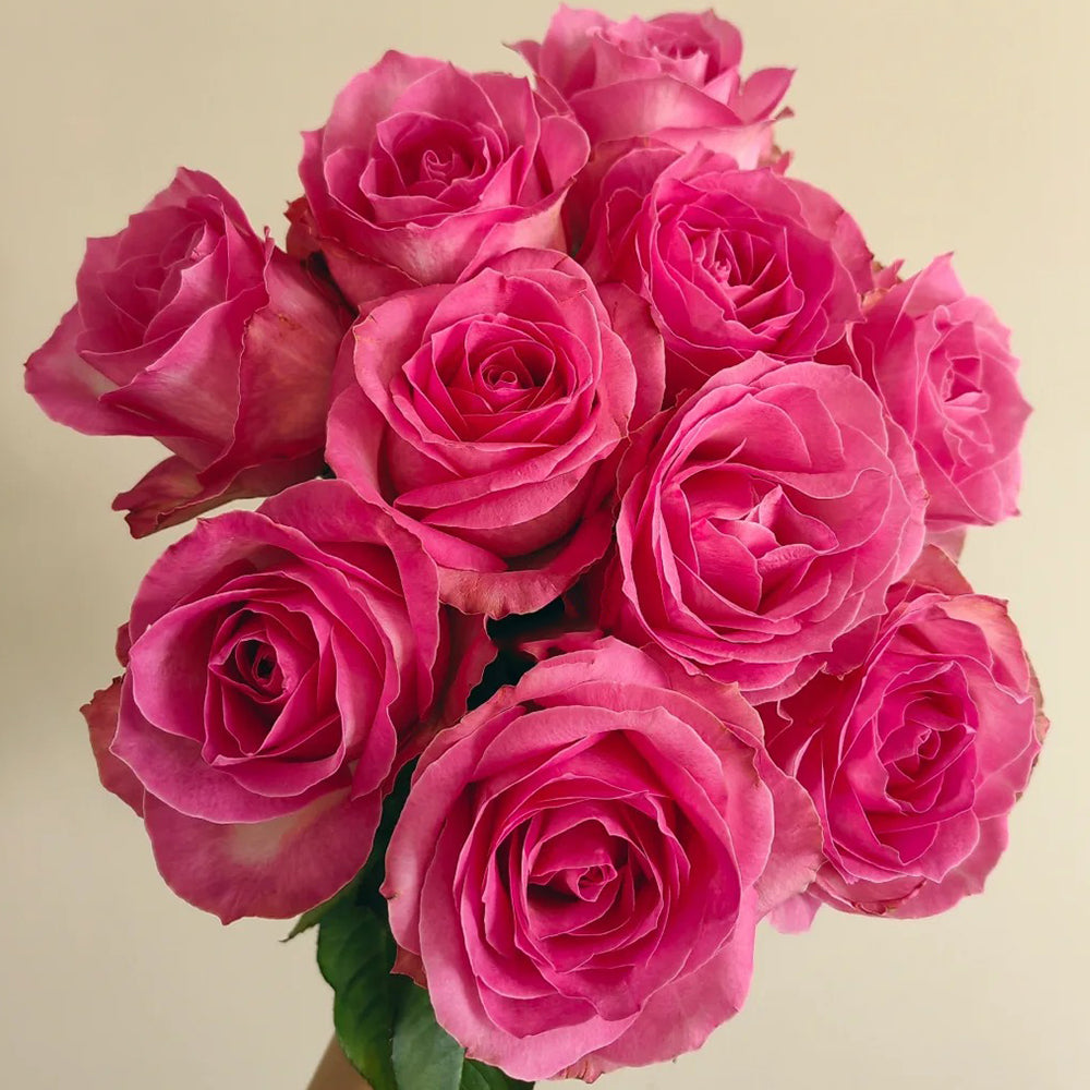 Candy Avalanche Netherlands Florist Shrub Rose