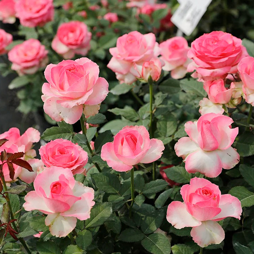 Candy Avalanche Netherlands Florist Shrub Rose Bush For Sale
