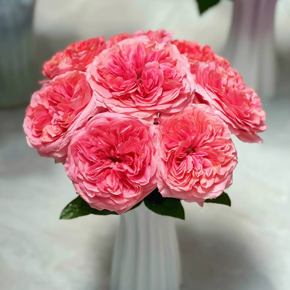 Candy X-Pression Netherlands Florist Shrub Rose