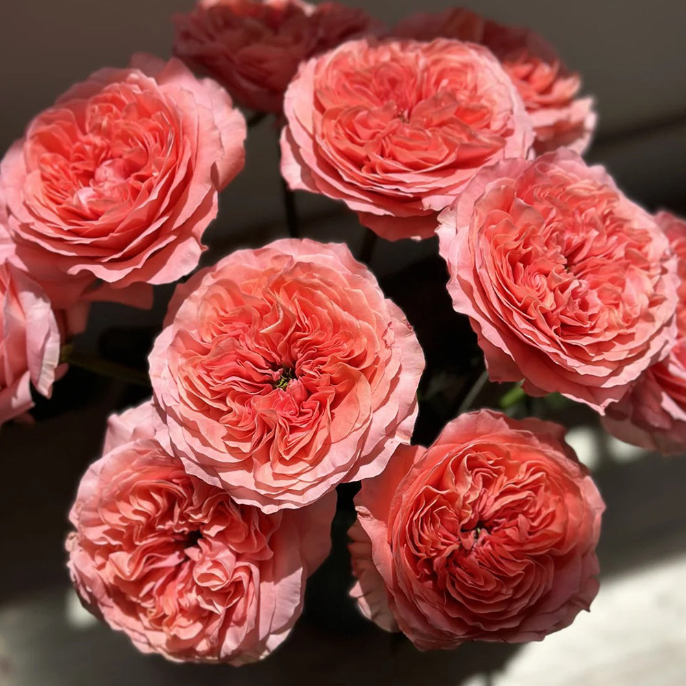 Candy X-Pression Dutch Florist Shrub Rose – Highgarden Roses