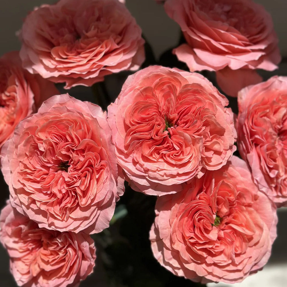 Candy X-Pression Dutch Florist Shrub Rose – Highgarden Roses