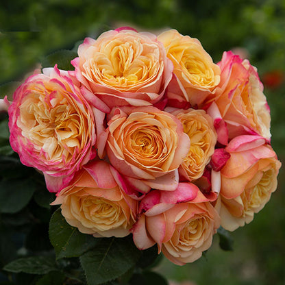 Capri German Florist Shrub Rose