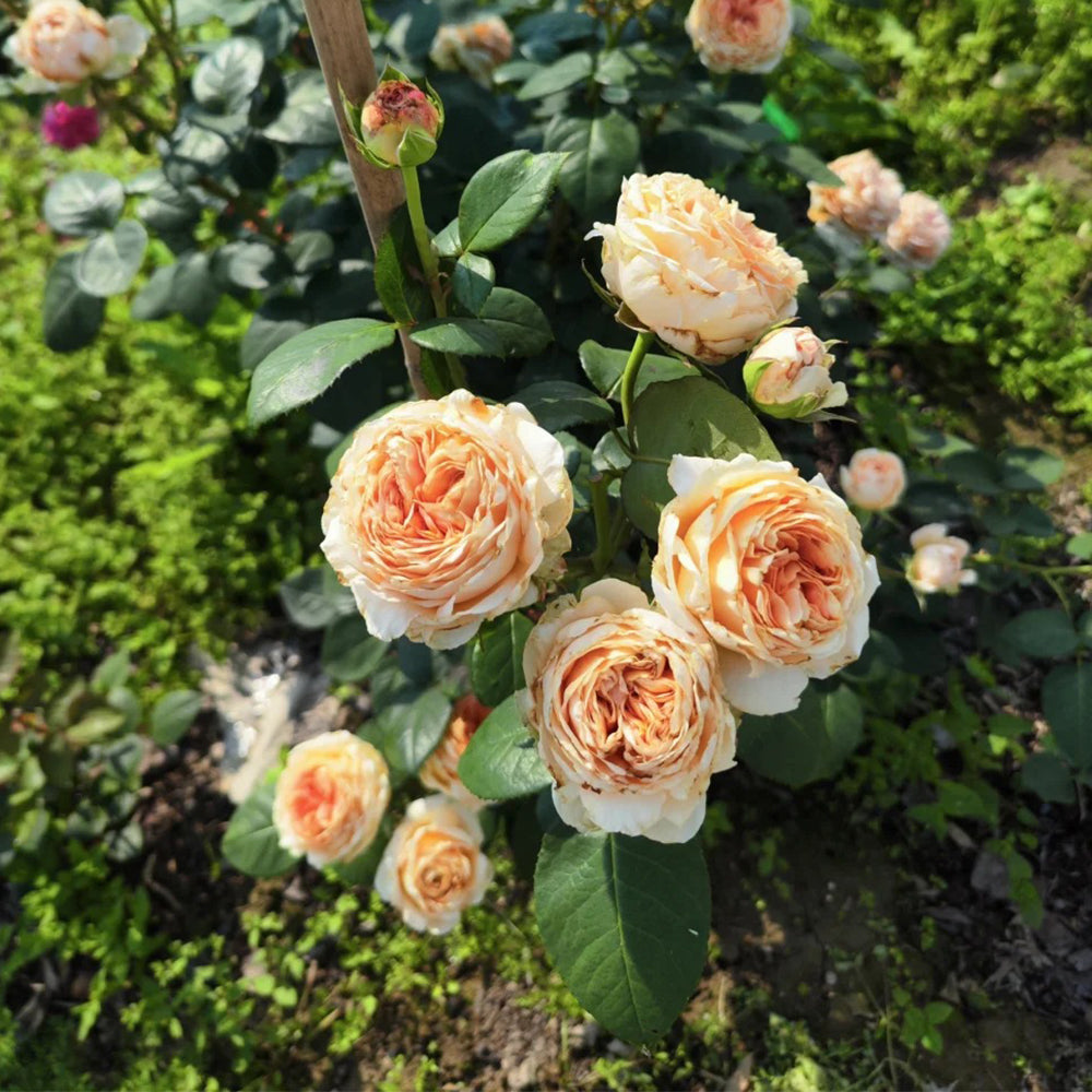 Capri German Florist Shrub Rose