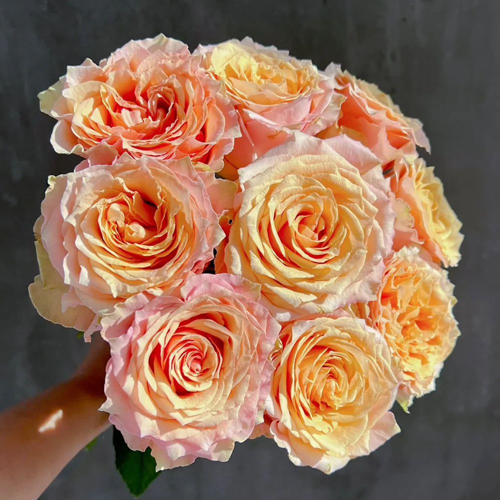 Caramel Macchiato French Florist Shrub Rose Bush For Sale – Highgarden ...