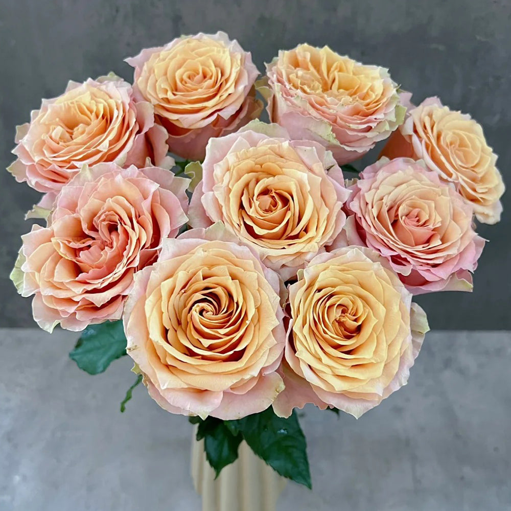 Caramel Macchiato French Florist Shrub Rose Bush For Sale