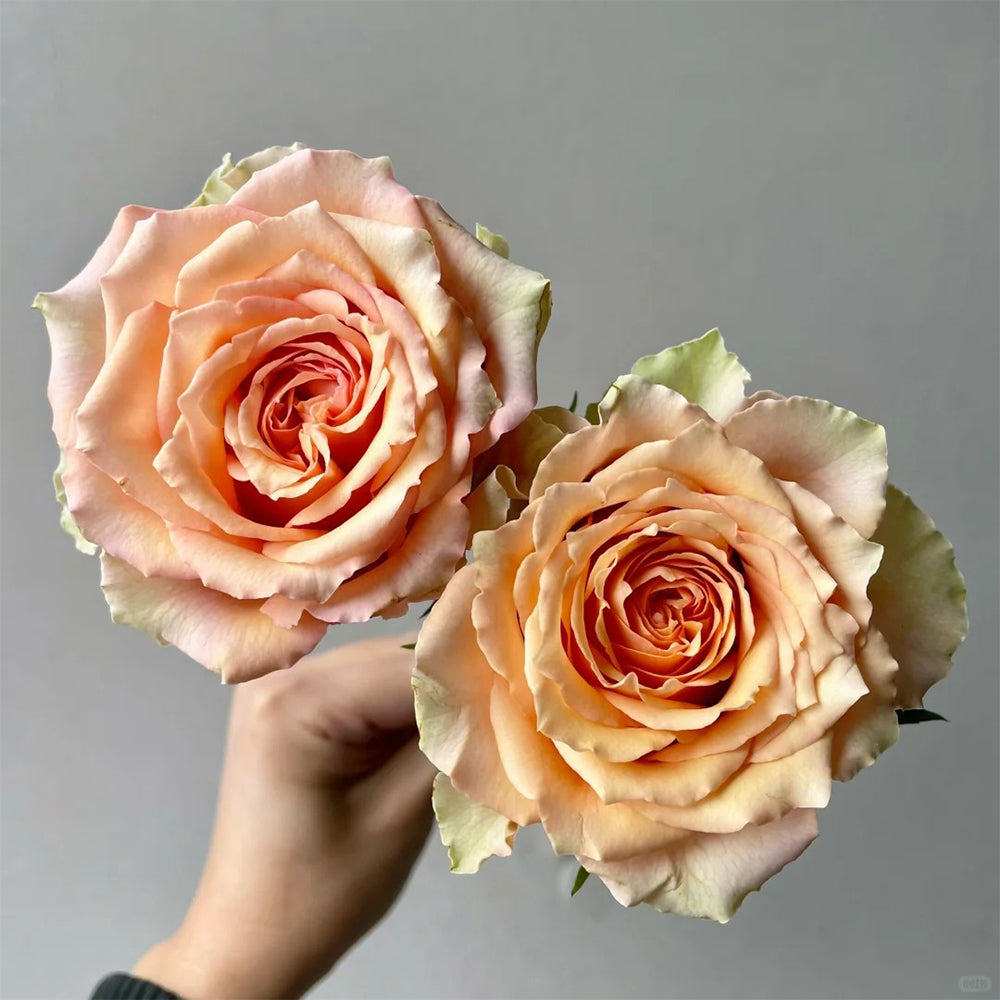 Caramel Macchiato French Florist Shrub Rose