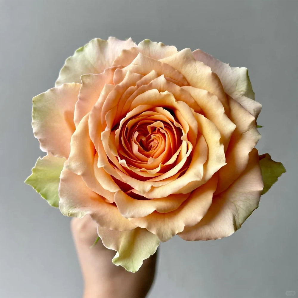 Caramel Macchiato French Florist Shrub Rose Bush For Sale
