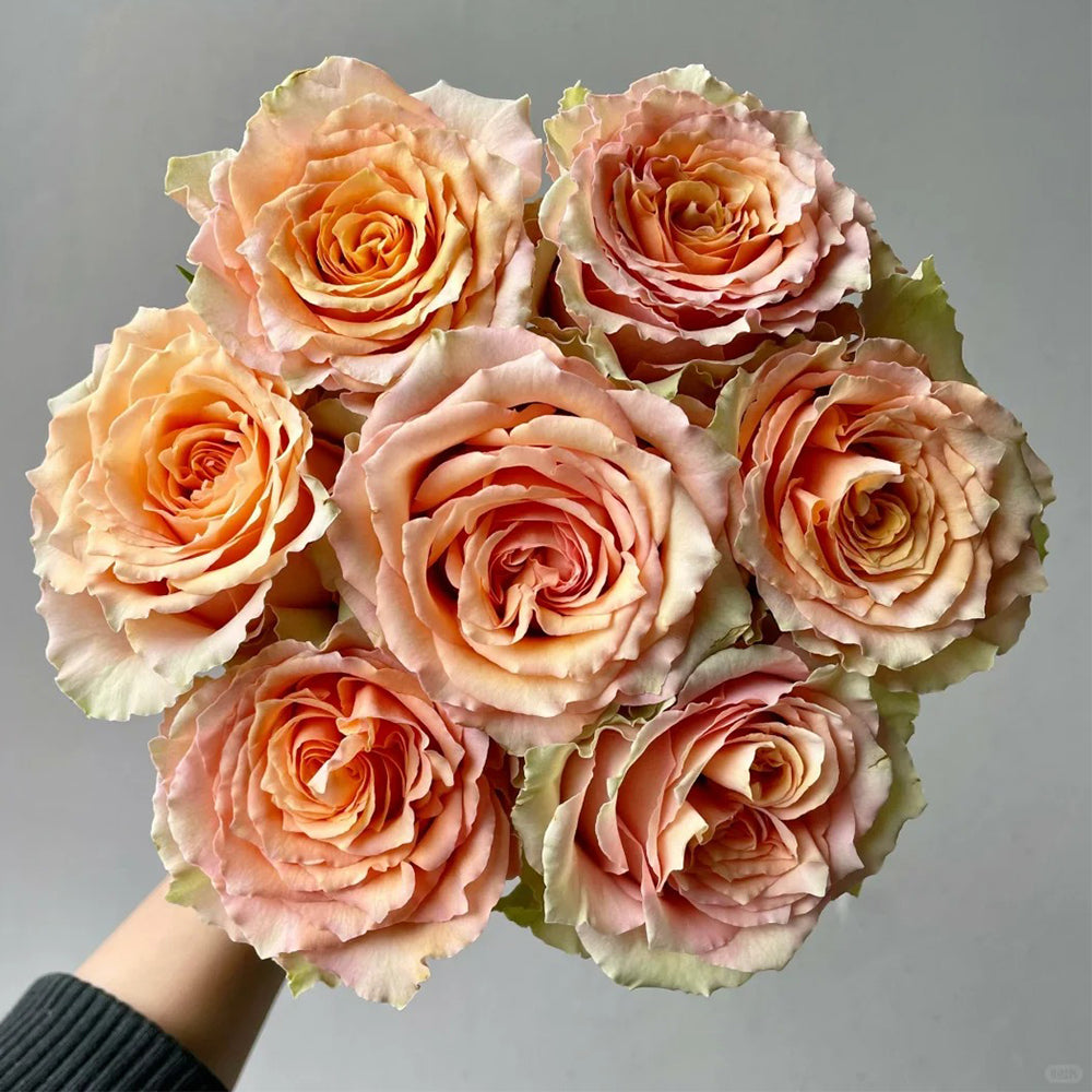 Caramel Macchiato French Florist Shrub Rose Bush For Sale