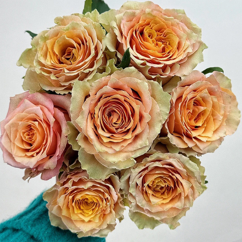 Caramel Macchiato French Florist Shrub Rose Bush For Sale