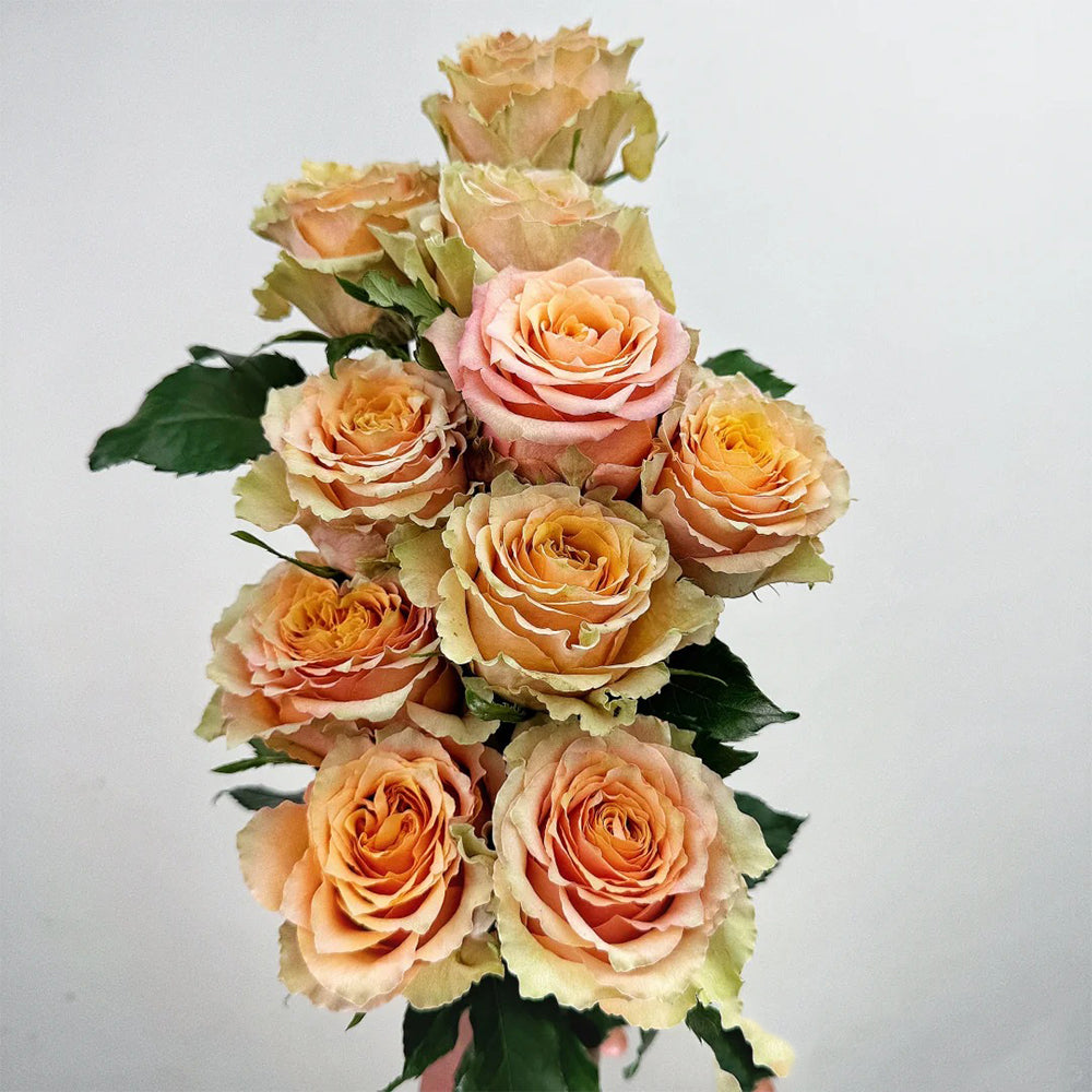 OYOY ケーキスタンド　Ø20 cm caramel-rose Tortenständer Toppu Tray 