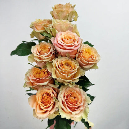Caramel Macchiato French Florist Shrub Rose